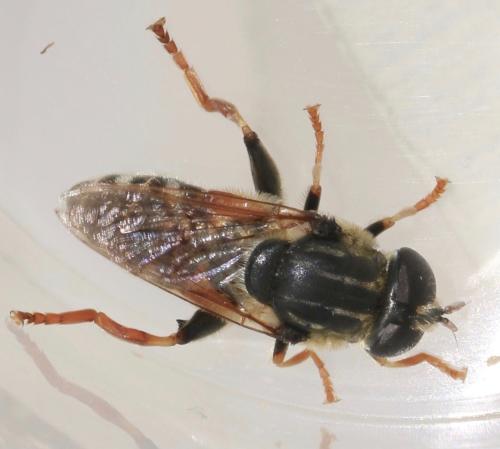 Réf. 326 067 : Merodon avidus